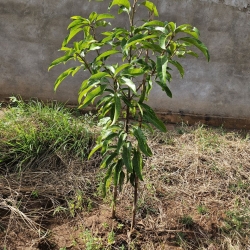 11) Tanz 24 Trees Plant 6.jpg